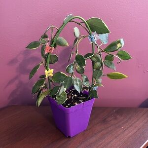 Hoya Lacunosa Asami Clone 2